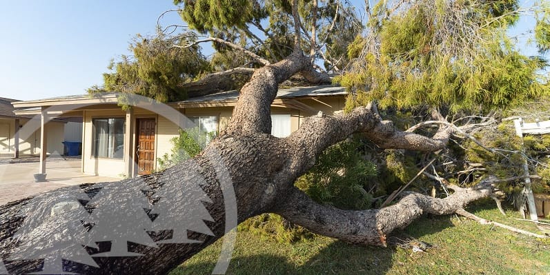 tree fell directly on a house | tree falls on a house
