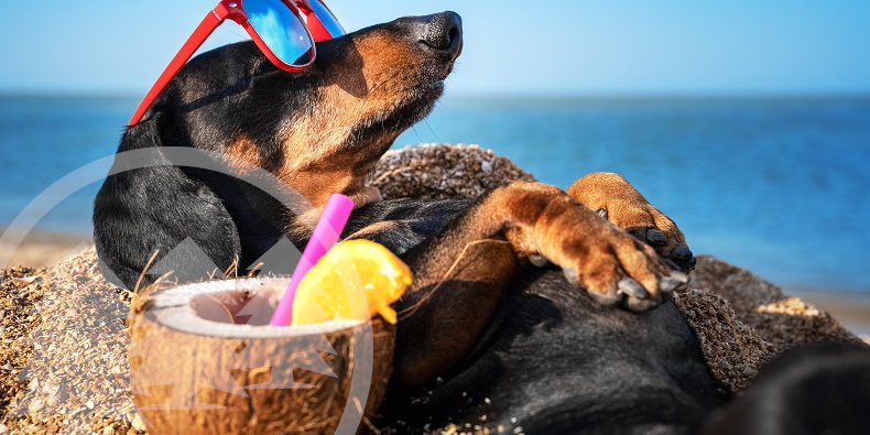 dachshund buried in the sand at the beach wearing red sunglasses with coconut cocktail dachshund buried in the sand at the beach wearing red sunglasses with coconut cocktail | tips for HOA pets