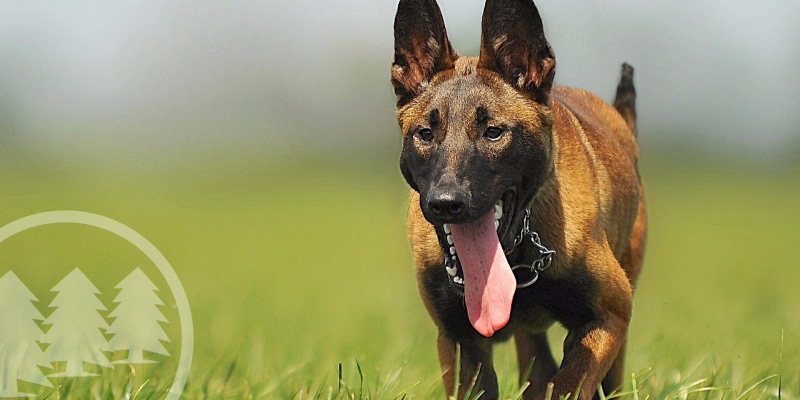 dog walking outdoors dog walking outdoors | dog poop in your hoa