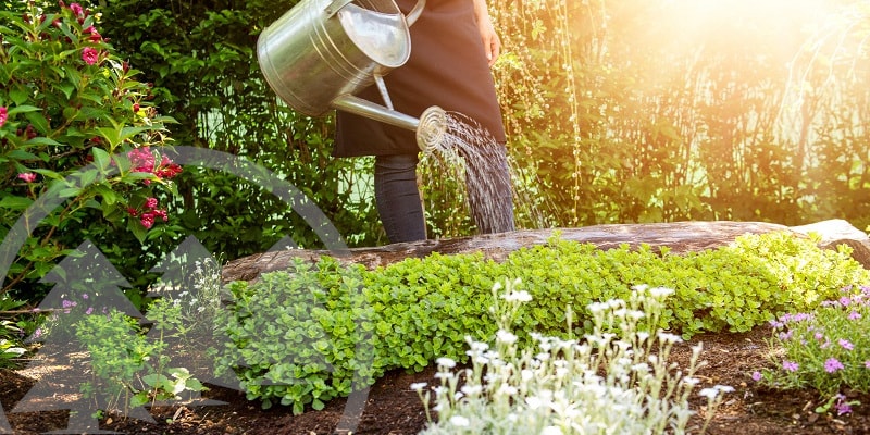 person watering plants person watering plants | hoa springtime landscaping