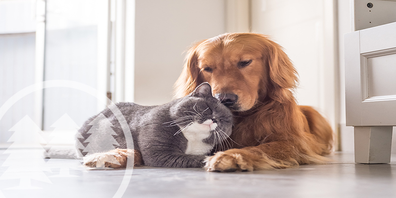 cat and dog lying next to each other | hoa pet policy rules