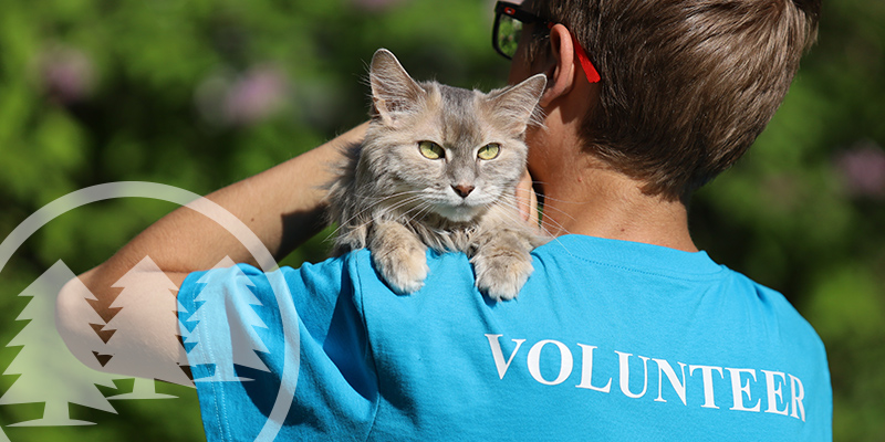 stray animals in HOA