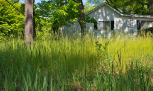 overgrown lawn in HOA