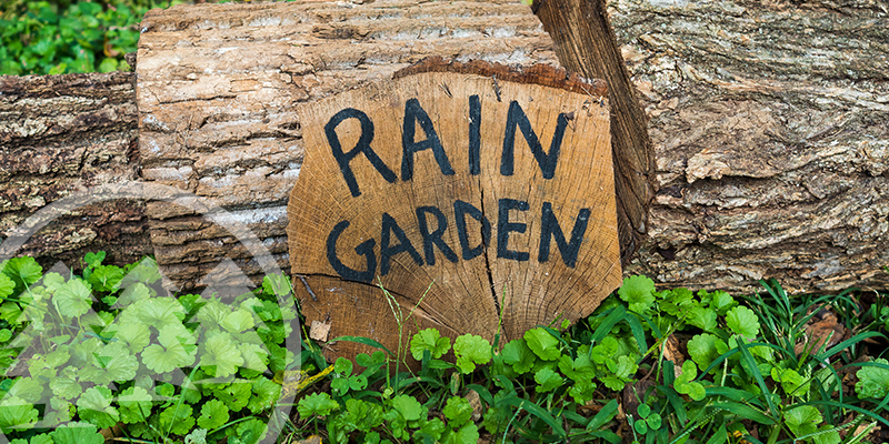 Homeowners Fight Against HOA To Keep Rain Garden rain garden