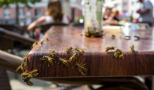 wasps in cafe