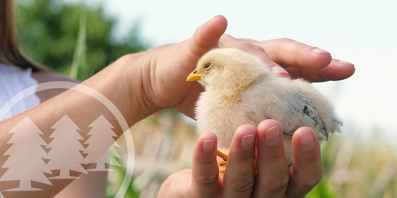 Fourth Grader Starts A Petition To Change HOA Rules fourth grader