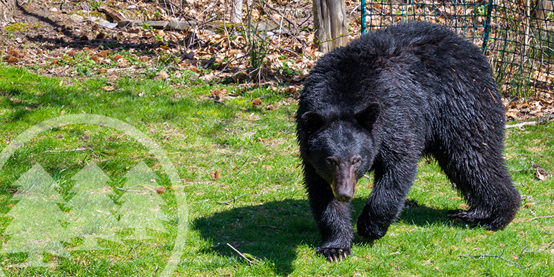 Bear In Charlotte HOA Keeps Residents On Their Toes bear in charlotte hoa