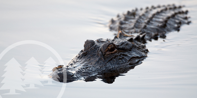hampton hall flooding