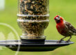 hoa ban bird feeders