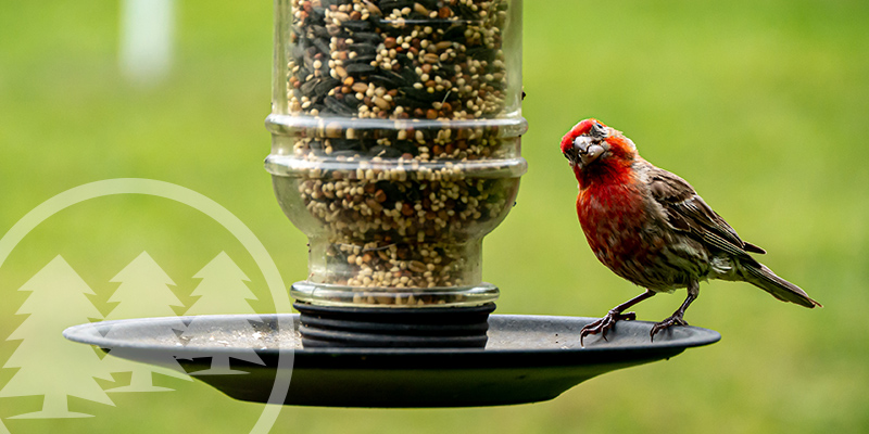 hoa ban bird feeders