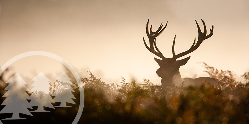 Deer In Durham: Growing Population Divides A Community deer in durham