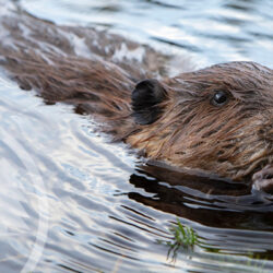 wally the beaver