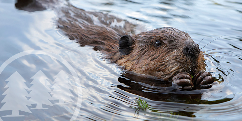 Wally the Beaver: Kingstowne Residents Rally to Save Local Wildlife wally the beaver