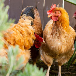 fight with hoa over chickens