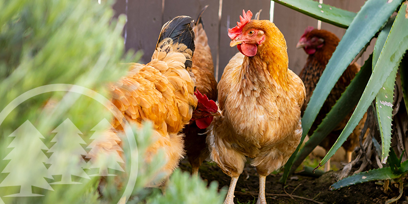 fight with hoa over chickens