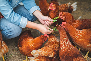 pet chickens ruling NC